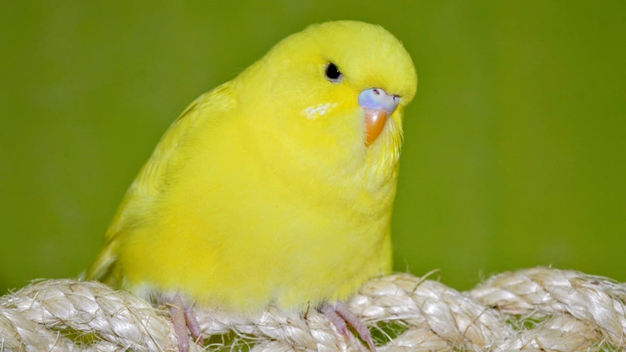Pet Budgie Care Tips: 12 Unsafe Habits That Can Harm Your Bird.