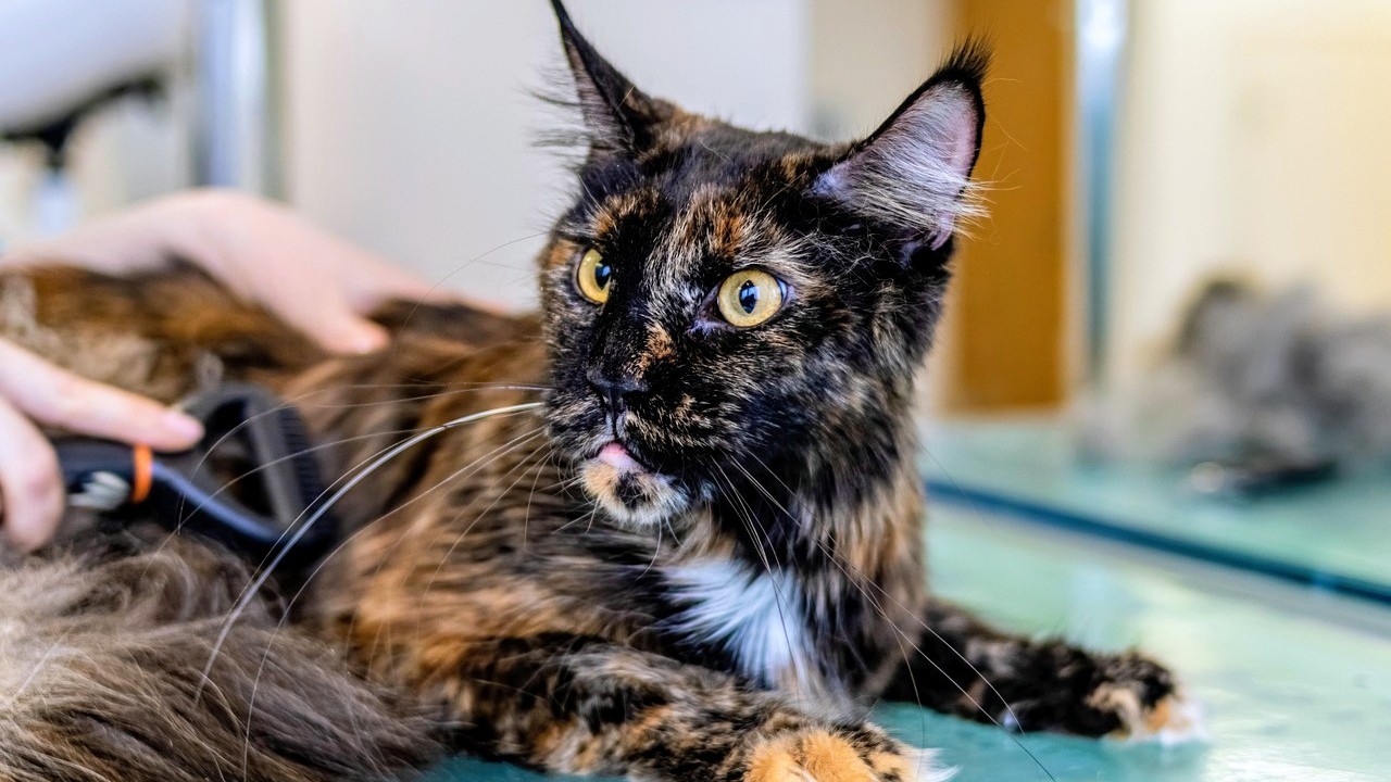 Care of a kitten 0–6 months guide showing feeding schedule, vaccines, litter training, and essential supplies checklist