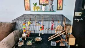 Bird Room setup for beginners with safe cage placement and proper lighting