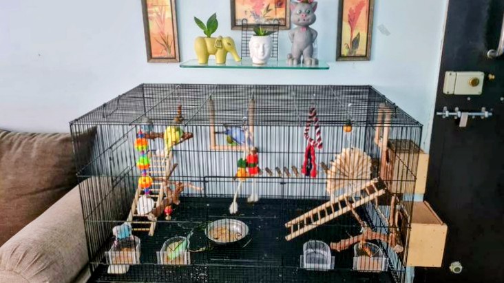 Bird Room setup for beginners with safe cage placement and proper lighting