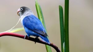 how to care for a lovebird at home