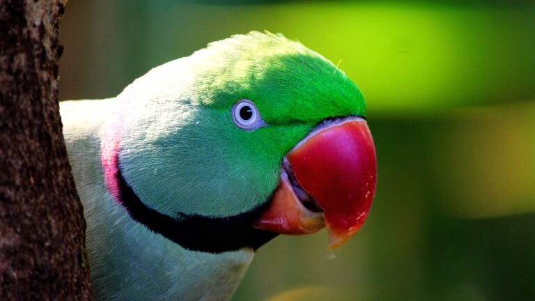 Before You Buy: How to Choose a Healthy Parakeet from a Pet Store