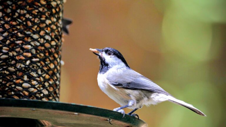 How to Attract Wild Birds to Your Home: Simple and Effective Ways to Enjoy Nature’s Beauty