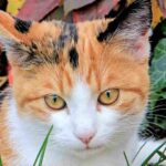 5 Most Faithful Cat Breeds With Strong Owner Bonds