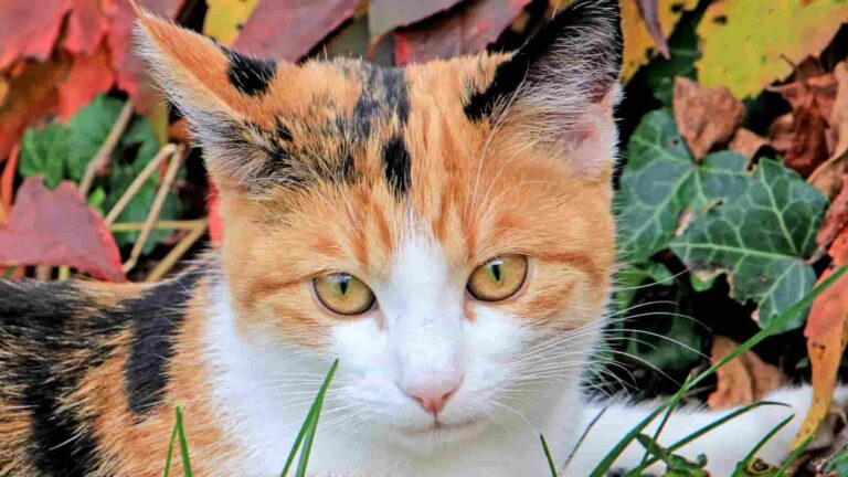 Most faithful cat breeds showing strong bonding and affectionate behavior with their owners