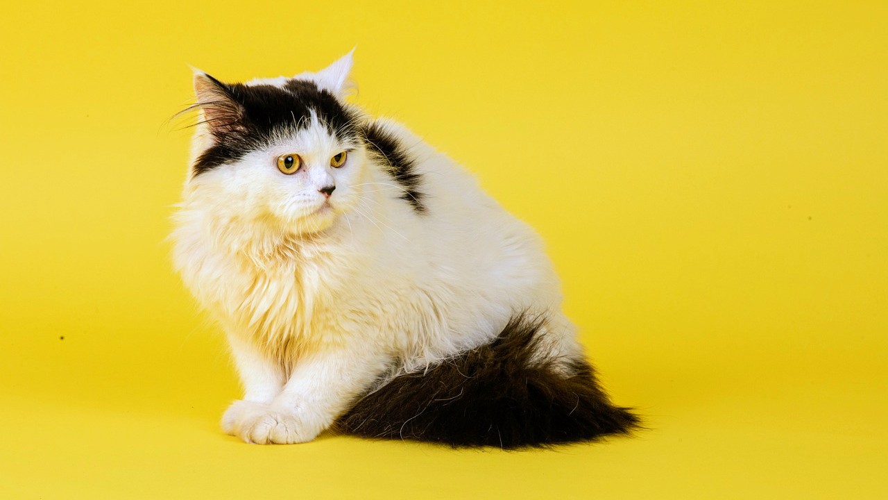 Three Premier Cat Breeds for Indoor Living (Complete Guide)