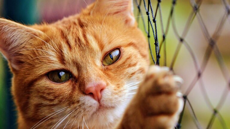 Indoor cat looking at a plate of safe vegetables including spinach, carrots, and peas in small amounts
