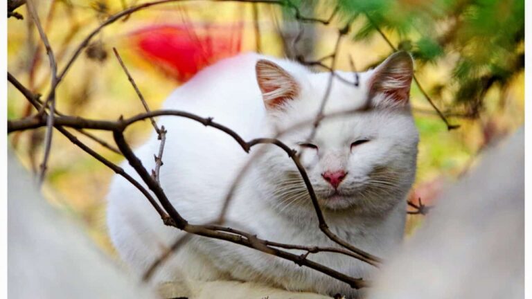 Don’t Abandon Your cat — humane alternatives like rehoming, shelter stay, spay and neuter, and financial aid options