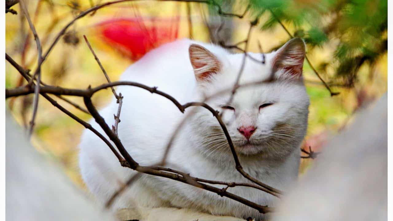 Don’t Abandon Your cat — humane alternatives like rehoming, shelter stay, spay and neuter, and financial aid options