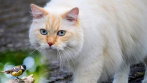 Orange cat chirping while watching birds through a window