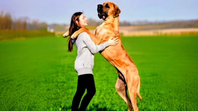 Young teenage girl smiling and hugging a huge standing Great Dane dog on its hind legs in a lush green field, showing a loving bond between child and gentle giant breed.